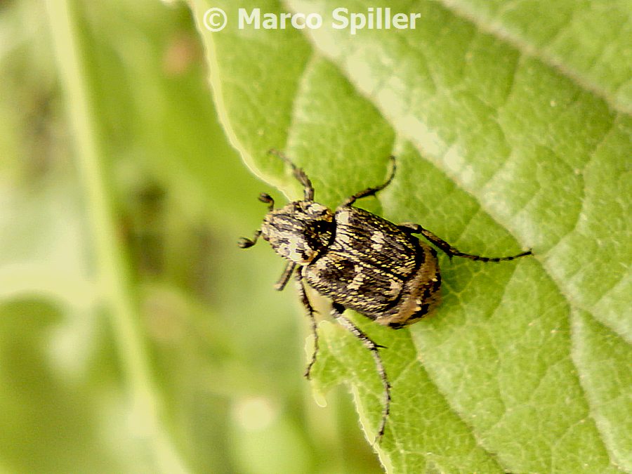 Coleottero da identificare: Valgus hemipterus